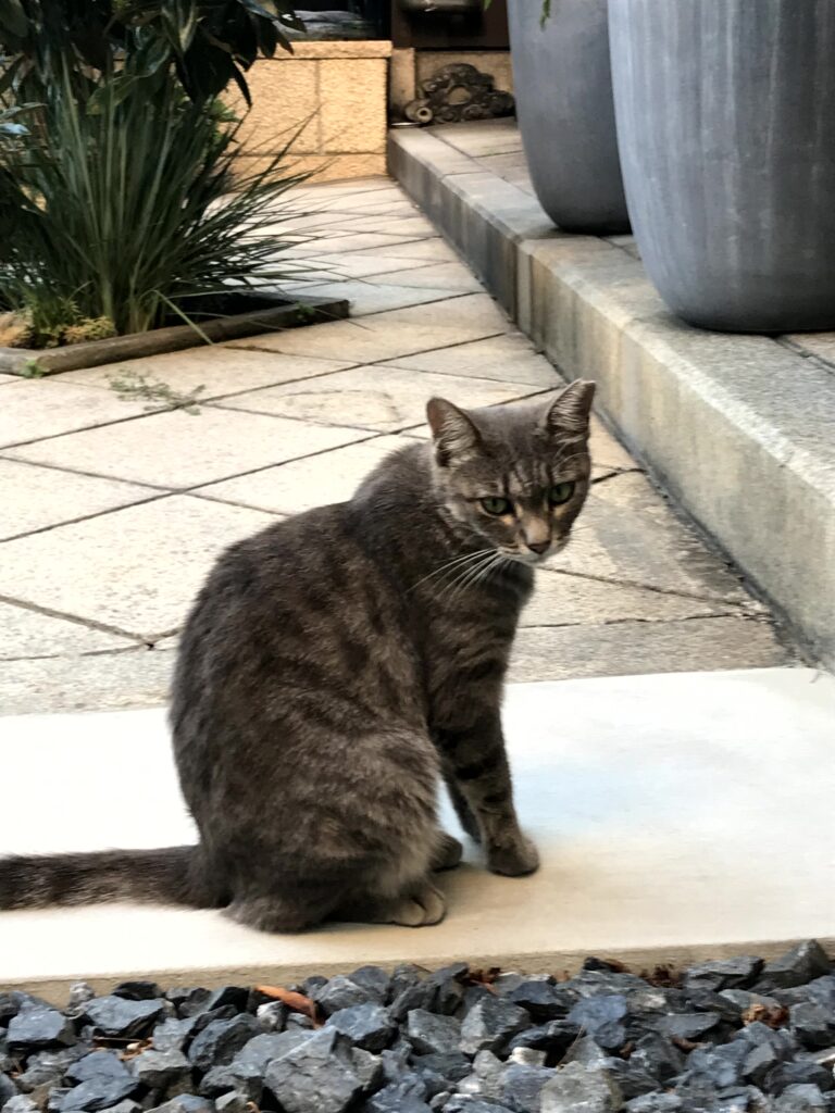 看板ねこ